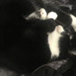 Meet your Posher, Shyla